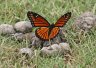 Viceroy Nectaring Scat - Photo by Doug Kimball
